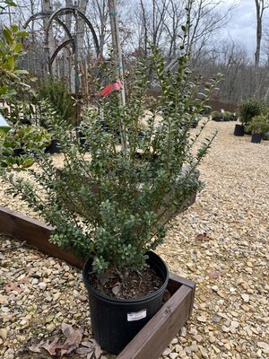Steeds Upright Japanese Holly