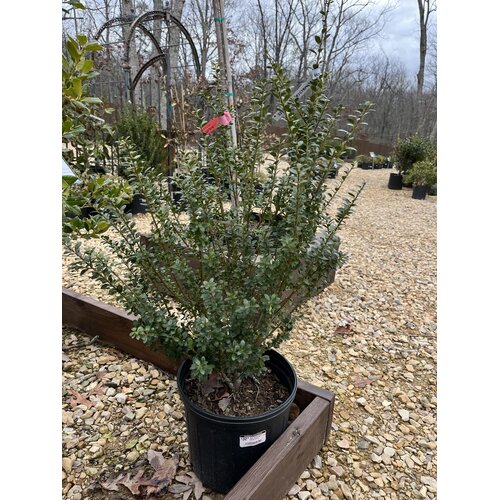 Steeds Upright Japanese Holly