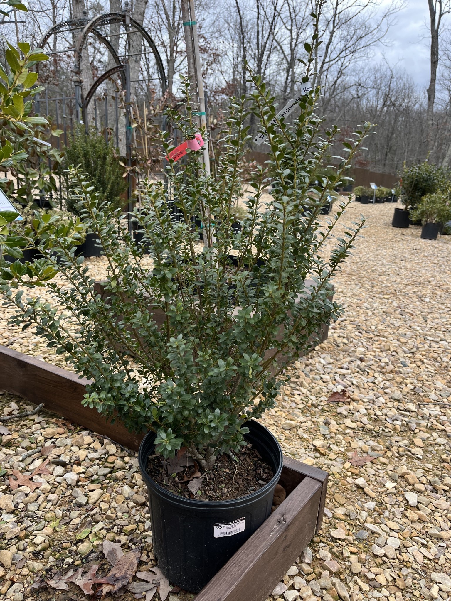 Steeds Upright Japanese Holly
