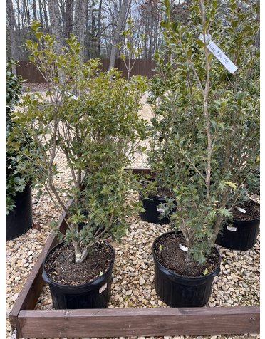Holly, Gulftide, Osmanthus heterophyllus 'Gulftide' 5G DEER RESISTENT HEDGE