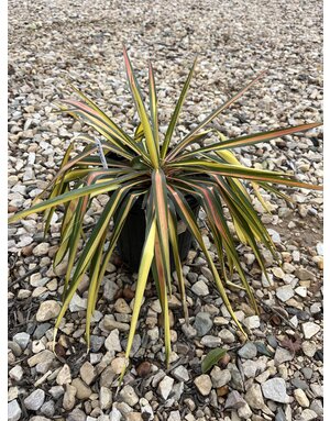 NOT FOR SALE Yucca filamentosa 'Color Guard'  NATIVE