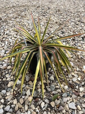 Yucca, Yucca filamentosa 'Color Guard' 1G NATIVE