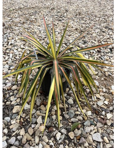NOT FOR SALE Yucca filamentosa 'Color Guard'  NATIVE