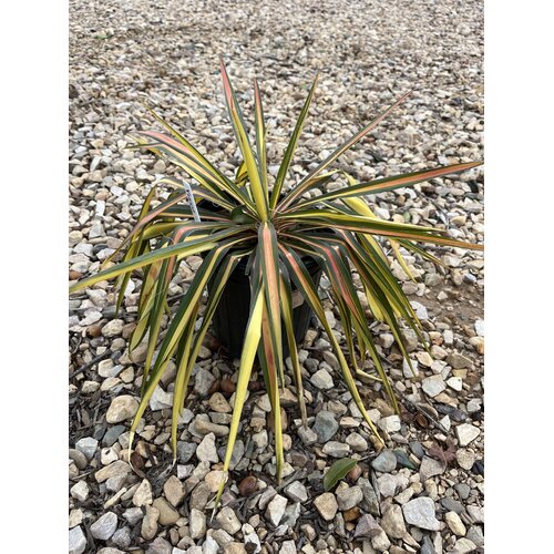Yucca, Yucca filamentosa 'Color Guard' 1G NATIVE