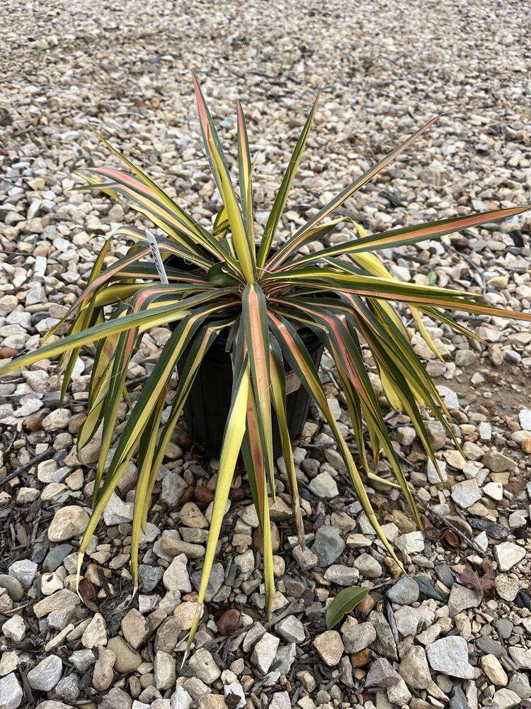 Yucca, Yucca filamentosa 'Color Guard' 1G NATIVE