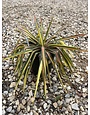 NOT FOR SALE Yucca filamentosa 'Color Guard'  NATIVE
