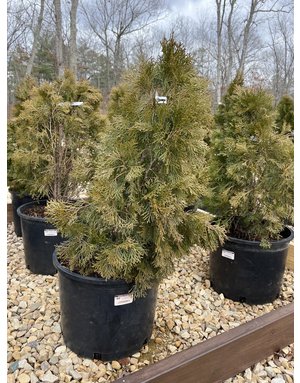 Emerald Green Arborvitae -- Thuja occidentalis 'Emerald Green' 7G