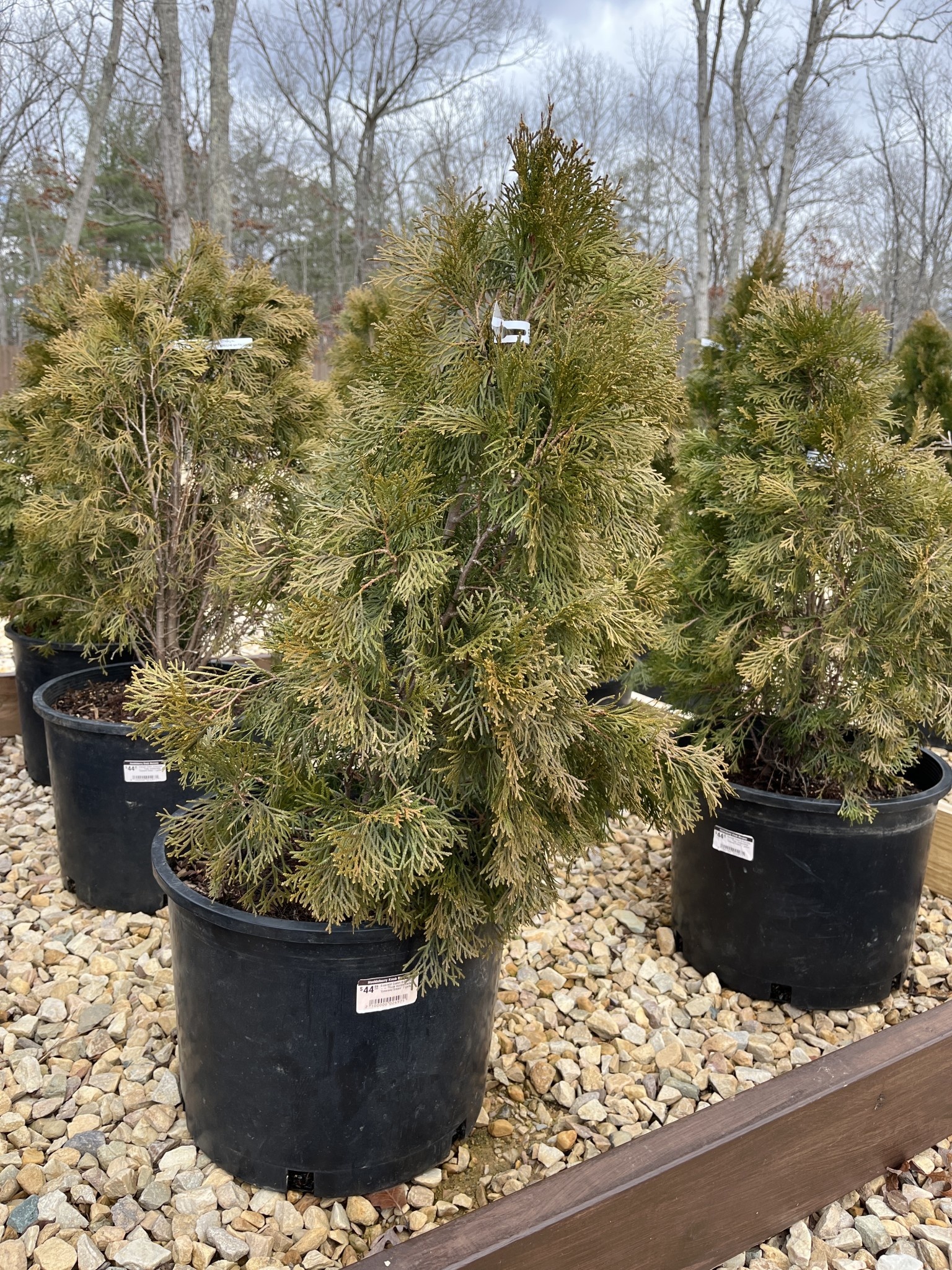 Arborvitae, Thuja occidentalis 'Emerald Green' 7G