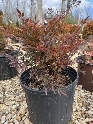 Nandina, Nandina domestica 'Gulf Stream' 3G