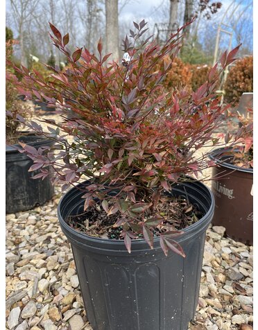 Nandina, Nandina domestica 'Gulf Stream' 3G