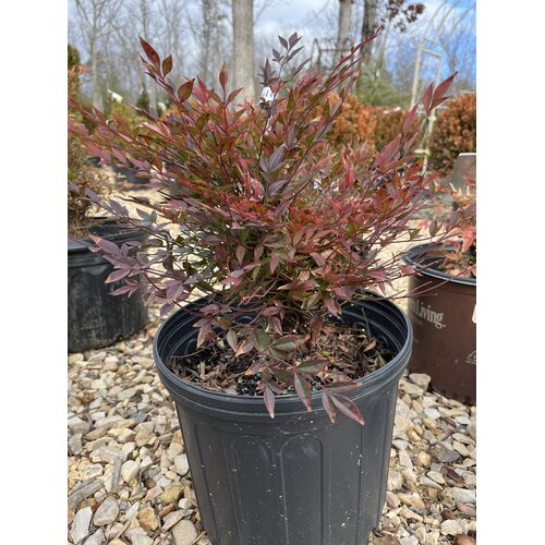 Nandina, Nandina domestica 'Gulf Stream' 3G