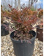 Nandina, Nandina domestica 'Gulf Stream' 3G