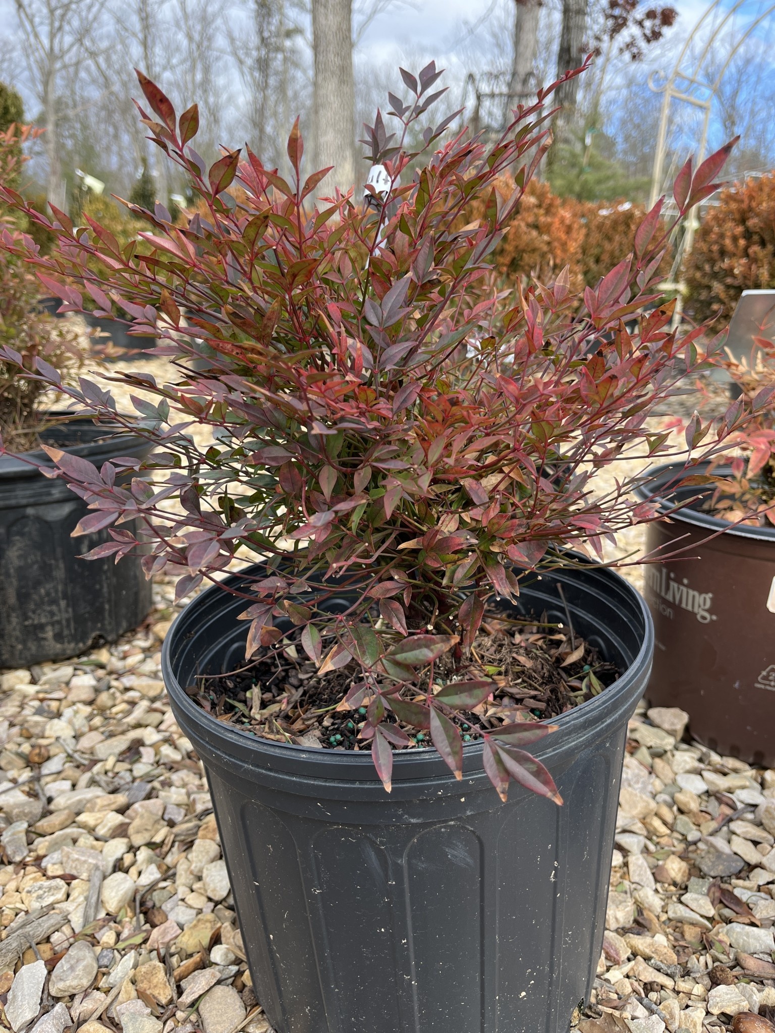 Nandina, Nandina domestica 'Gulf Stream' 3G