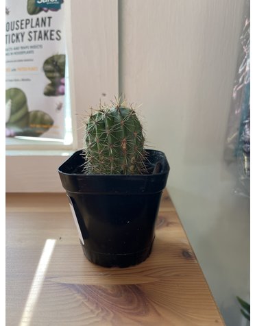 Cactus, Small