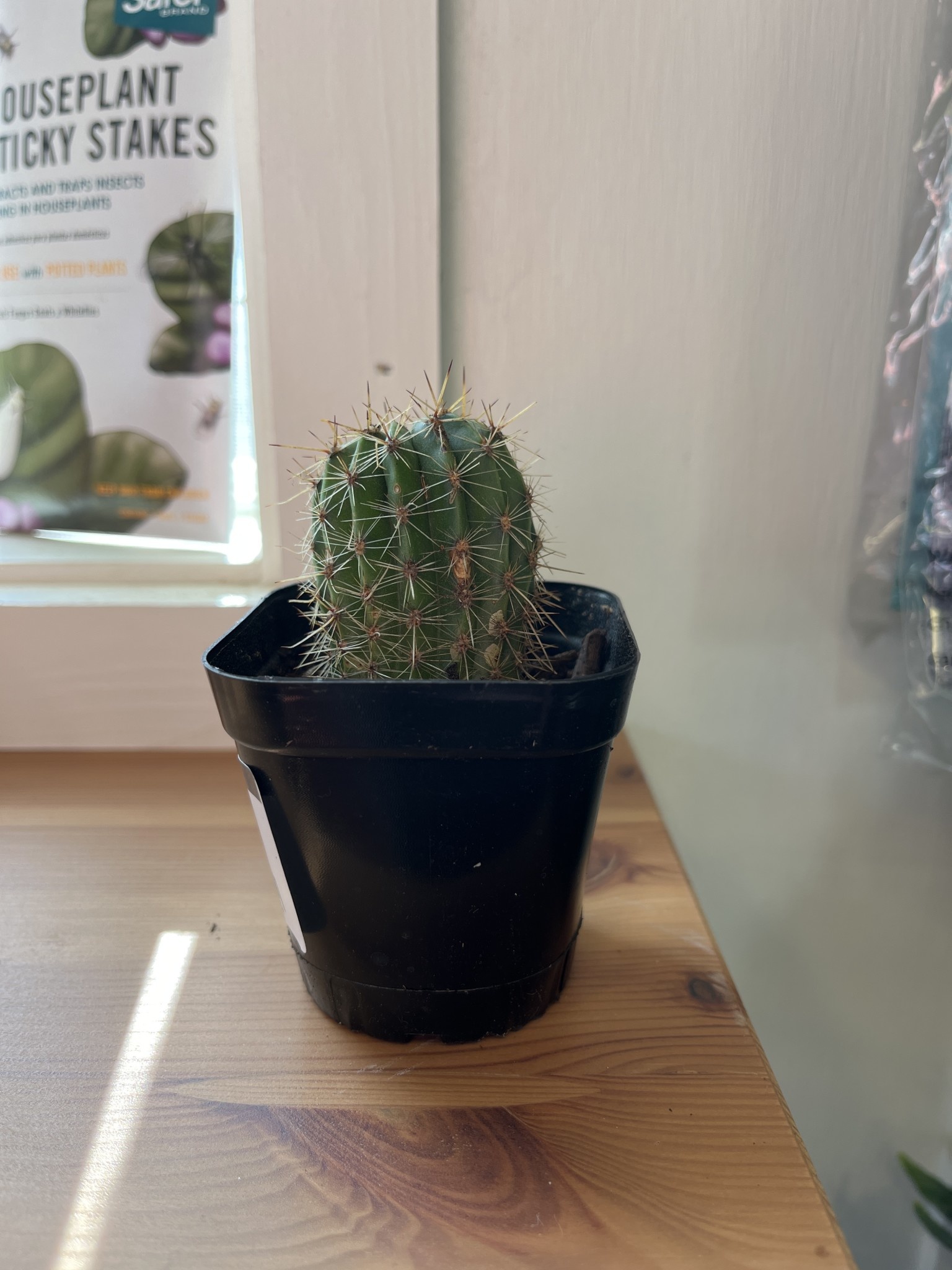Cactus, Echinopsis calicora 'White Easter Lily Cactus' Small