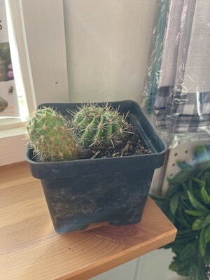 Cactus, Echinopsis calicora 'White Easter Lily Cactus' Medium