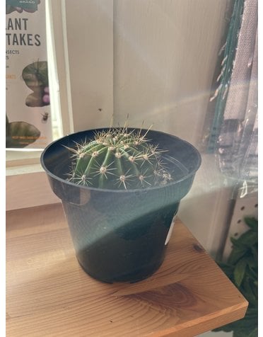 Cactus, Large