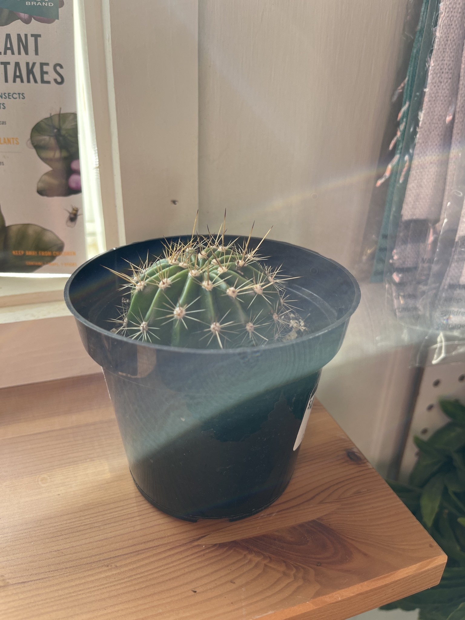 Cactus, Large