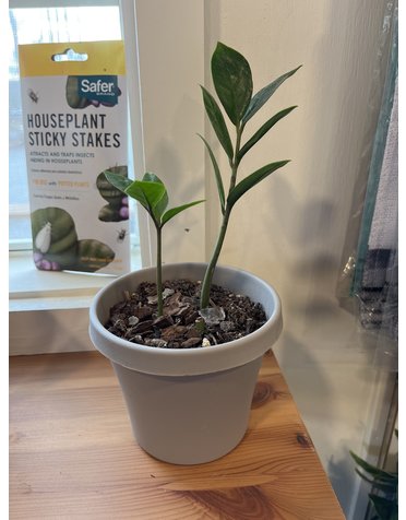 Zamioculcas Zamiifolia  ZZ plant 3"pot