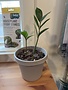 ZZ Plant, Zamioculcas zamiifolia 3"