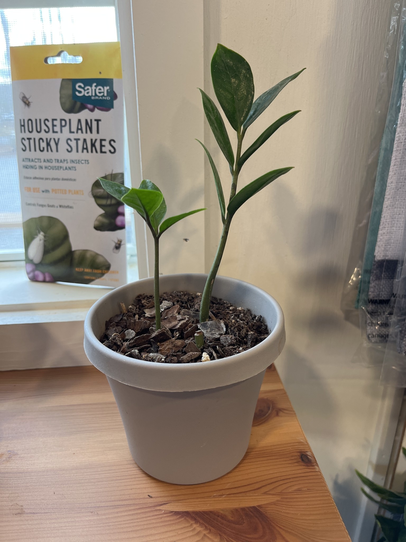 ZZ Plant, Zamioculcas zamiifolia 3"