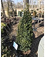 Boxwood, 'Dee Runk', Buxus Sempervirens, 3.5-4'