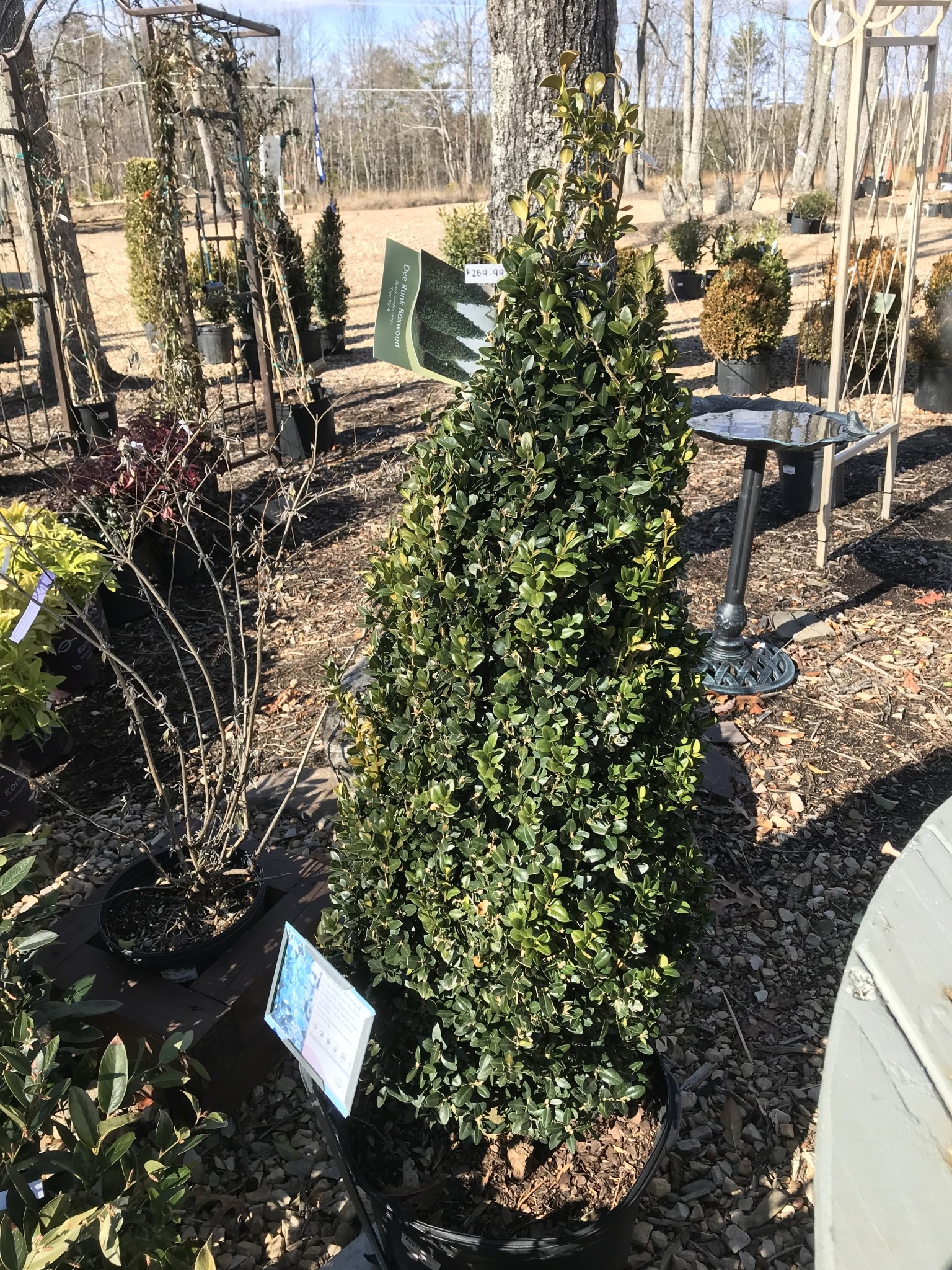 Boxwood, 'Dee Runk', Buxus Sempervirens, 3.5-4'