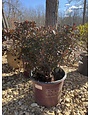Azalea, Rhododendron 'Roblez' Encore® Autumn Fire® (Red) 3G