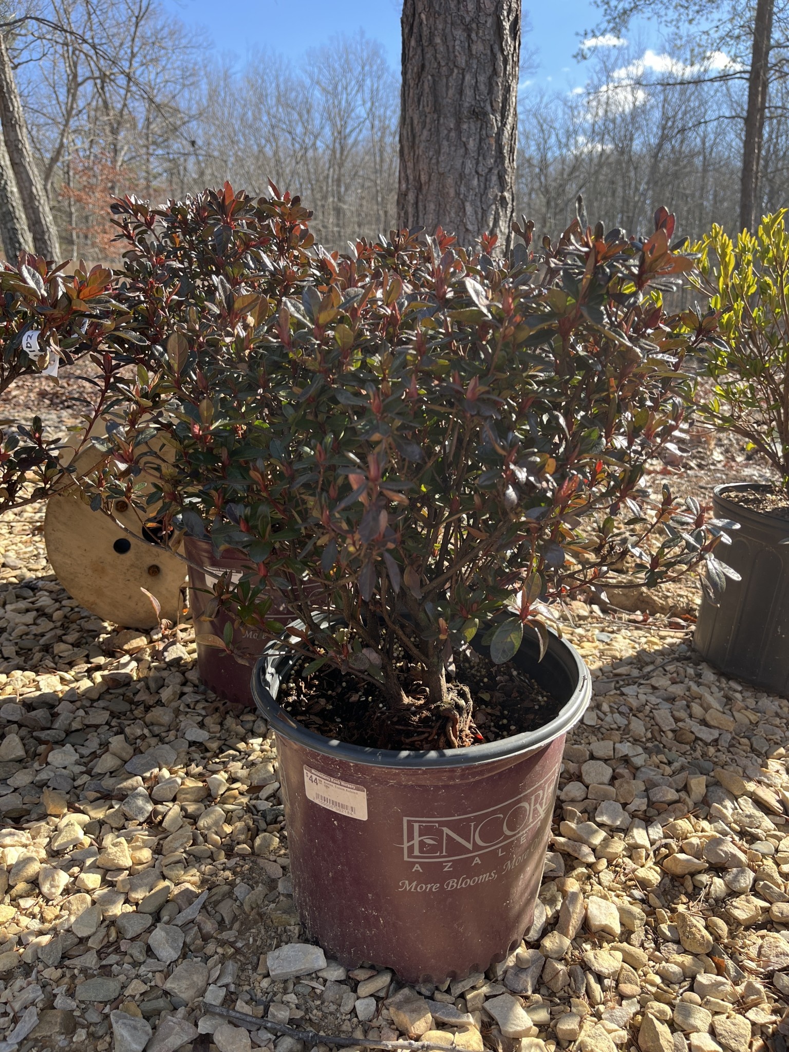 Azalea, Rhododendron 'Roblez' Encore® Autumn Fire® (Red) 3G