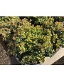 Boxwood, 'Grace Hendrick Phillips', Buxus microphylla 'Grace Hendrick Phillips #2.5