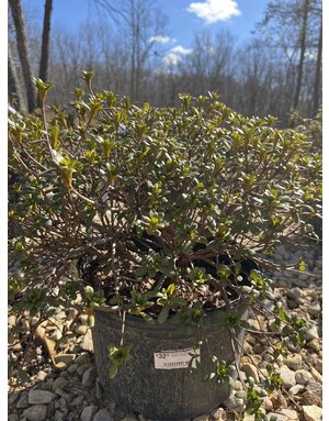 Azalea, Rhododendron 'Gumpo Pink' (Pink) 5G