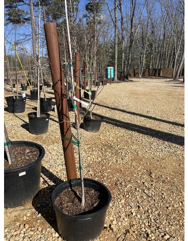 Dogwood, Cornus florida 'Cherokee Princess®' 10G NATIVE