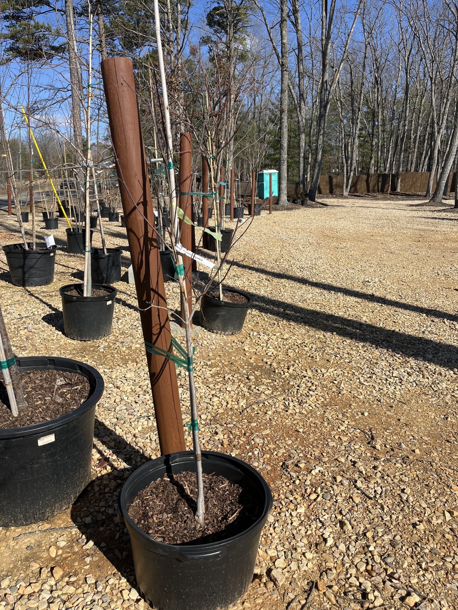 Dogwood, Cornus florida 'Cherokee Princess®' 10G NATIVE
