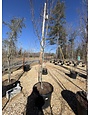 Ulmus parviflolia ALLEE® 25G Allee Elm NATIVE