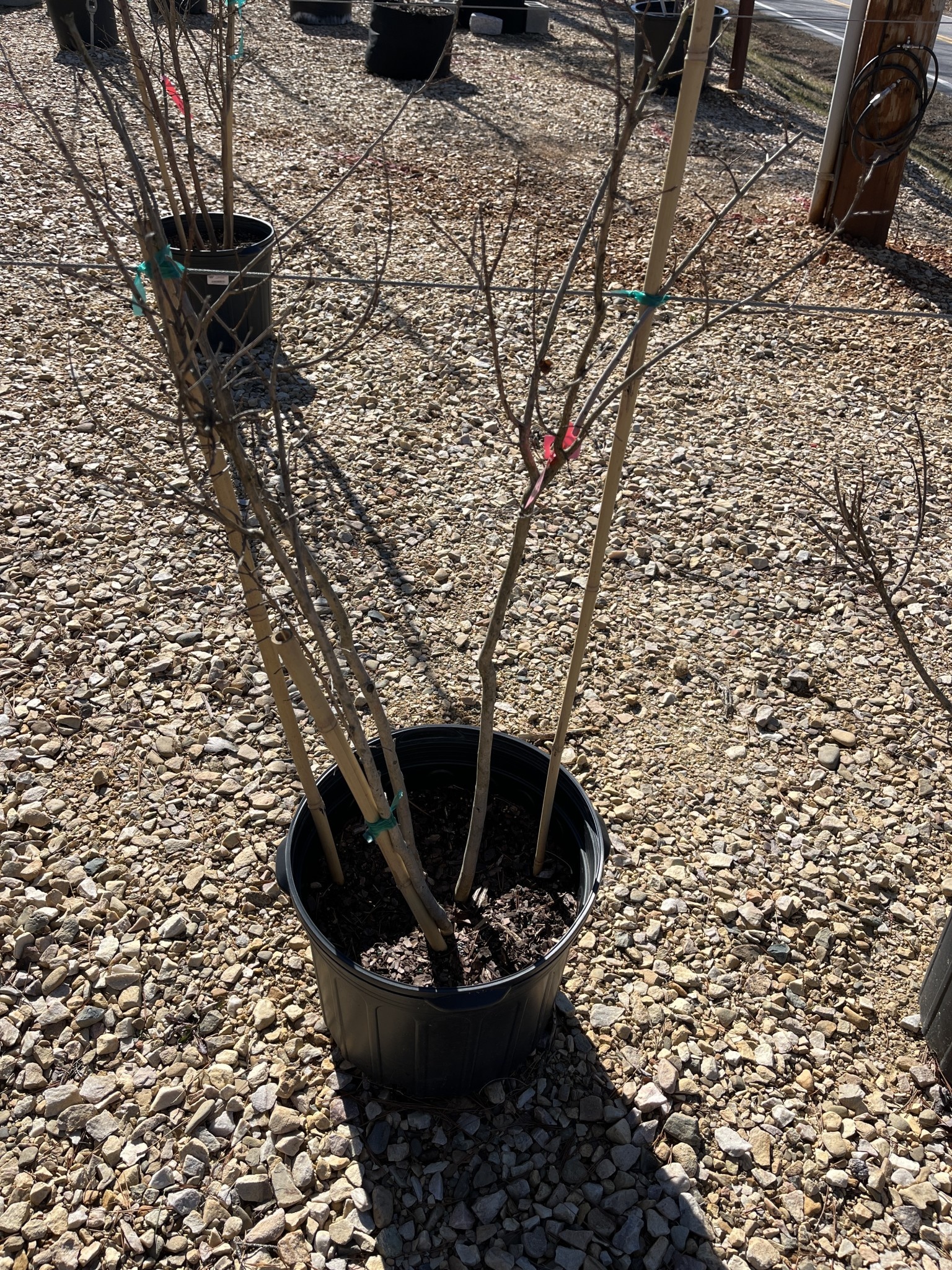 Pink Velour Crape Myrtle