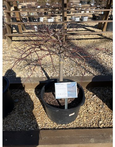 Japanese Maple, Acer Palmatum 'Crimson Queen' 10G