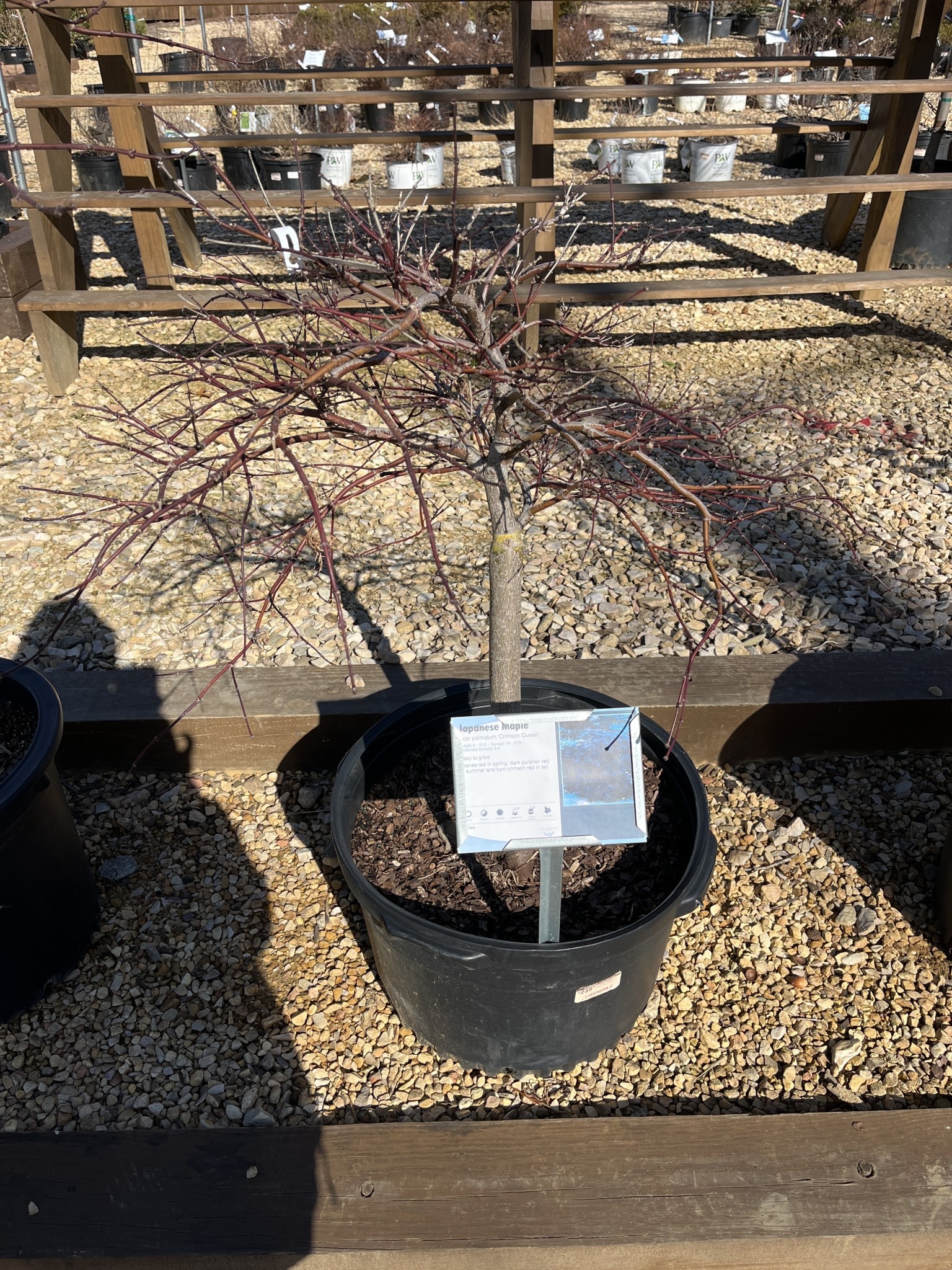 Japanese Maple, Acer Palmatum 'Crimson Queen' 10G