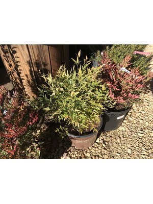 Nandina, Nandina domestica 'Lemon-Lime' PP24749 3G Nandina, Nandina domestica 'Lemon-Lime' PP24749 3G