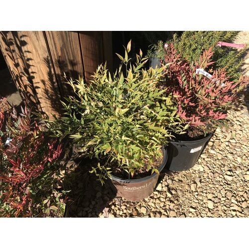 Nandina, Nandina domestica 'Lemon-Lime' PP24749 3G
