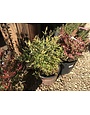 Nandina, Nandina domestica 'Lemon-Lime' PP24749 3G