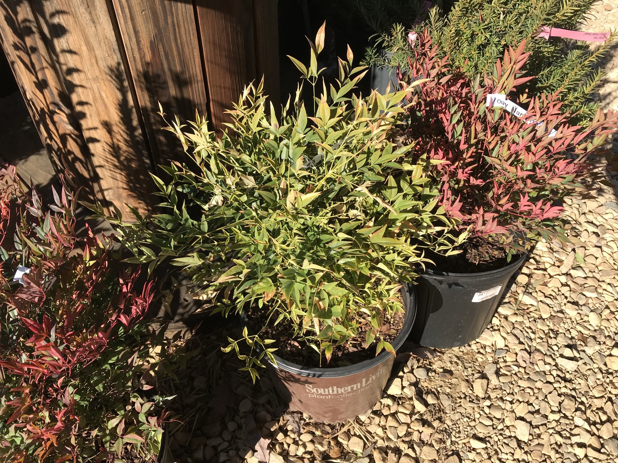 Nandina, Nandina domestica 'Lemon-Lime' PP24749 3G