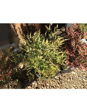 Nandina domestica 'Lemon-Lime' PP24749 SL® 3G