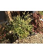 Nandina domestica 'Lemon-Lime' PP24749 SL® 3G