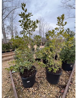 Holly, Ilex x 'Nellie R. Stevens' 10G