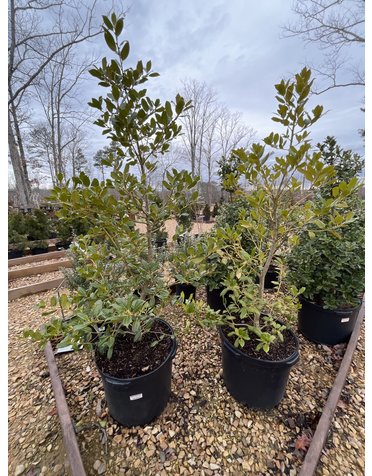 Holly, Ilex x 'Nellie R. Stevens' 10G