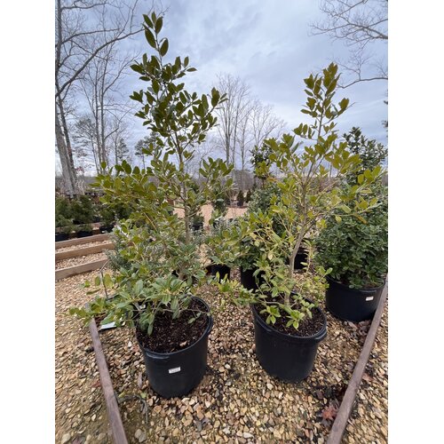 Holly, Ilex x 'Nellie R. Stevens' 10G