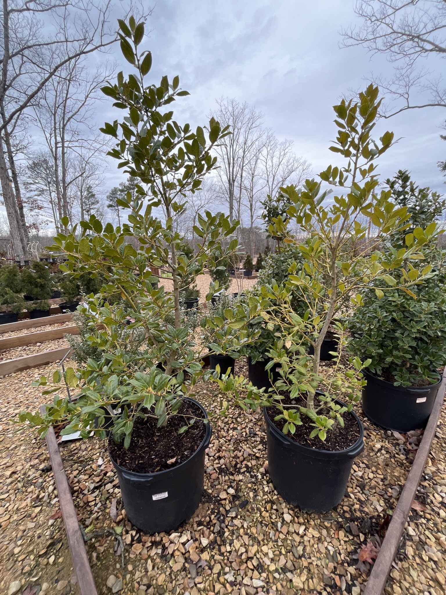 Holly, Ilex x 'Nellie R. Stevens' 10G