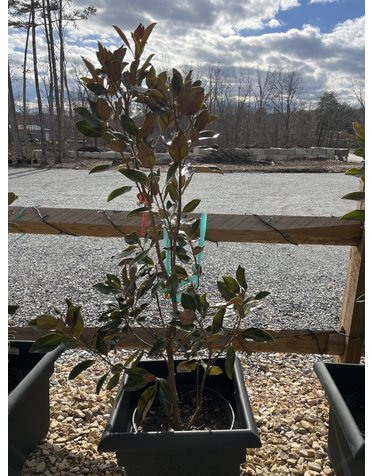 Magnolia, Magnolia grandiflora 'Little Gem' Southern 5G