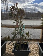 Magnolia, Magnolia grandiflora 'Little Gem' Southern 5G