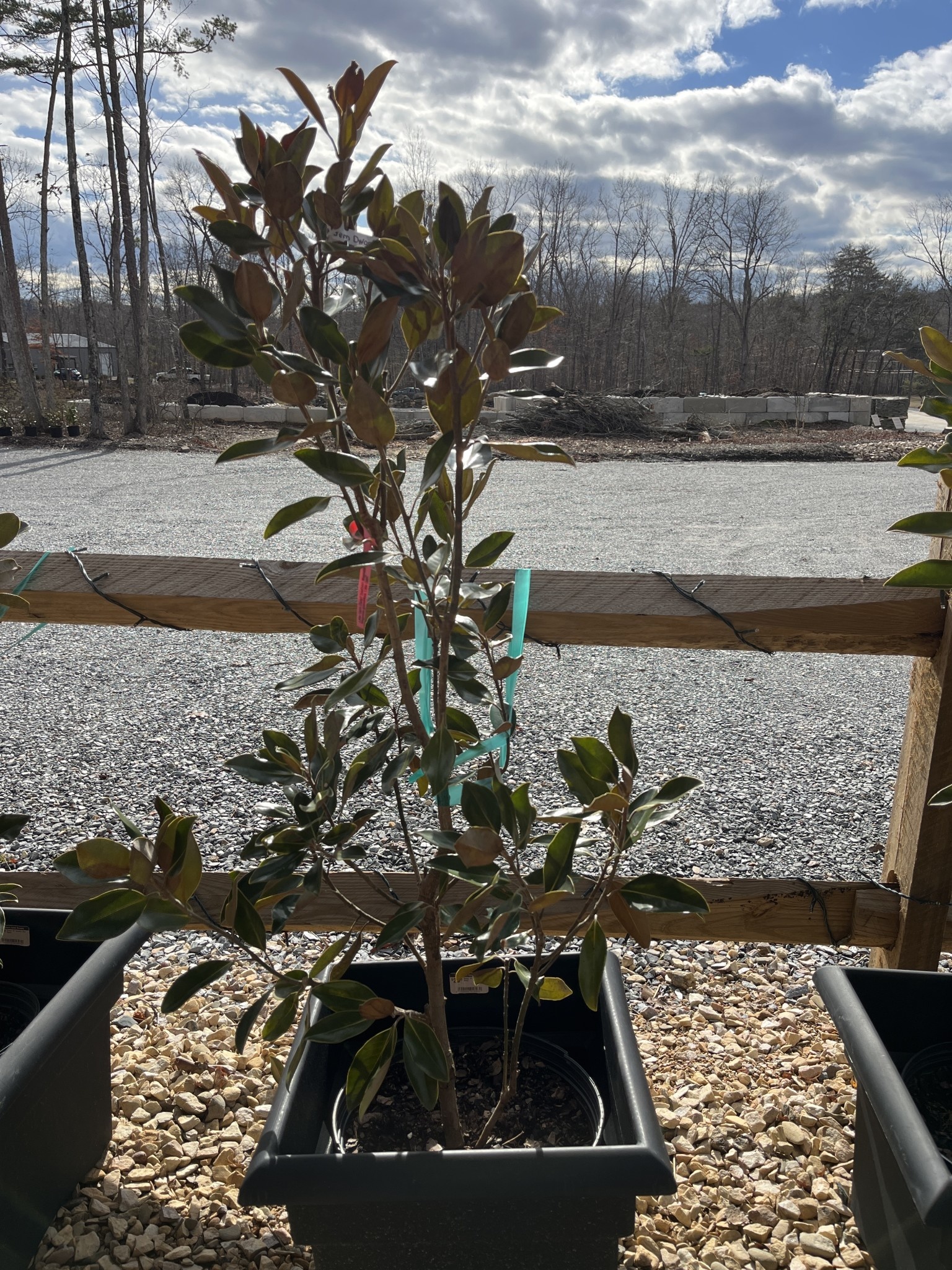 Magnolia, Magnolia grandiflora 'Little Gem' Southern 5G